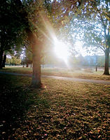 relaxing light in the parkland, Psychic Reading Services