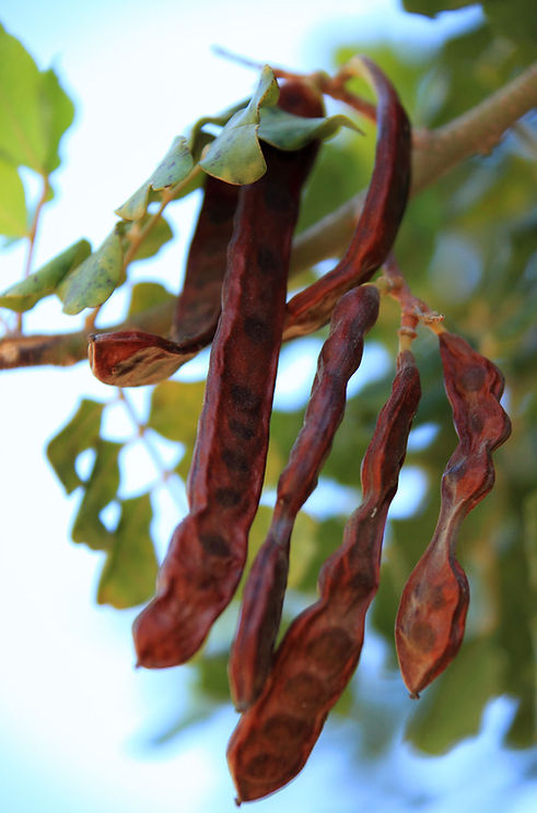 carob-pods-public domain pics.jpg