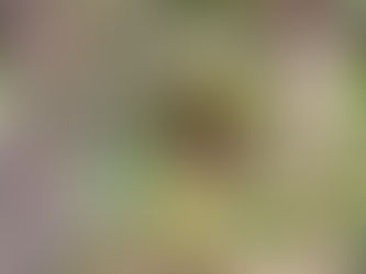 730