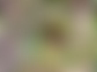 730