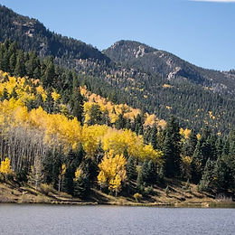 Aspen Trees in the Breeze
