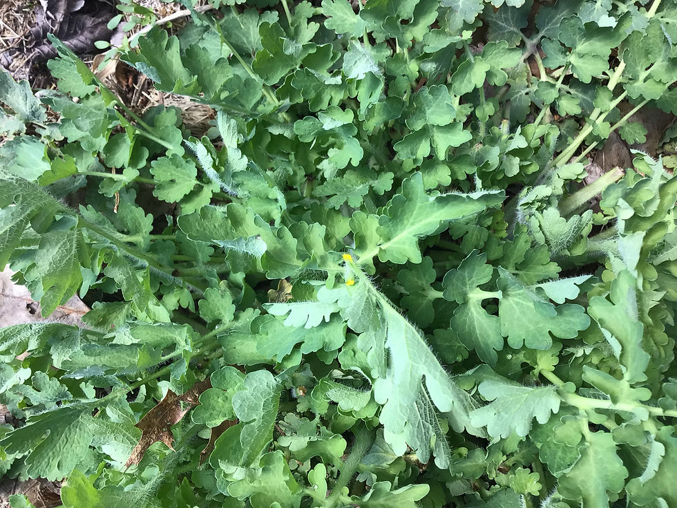 Celandine SW.jpg