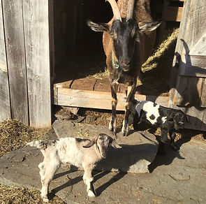 Work Weekends at the Wise Woman Center