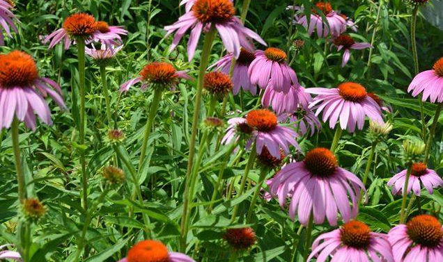 echinacea.jpg