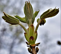aesculus 2.jpg