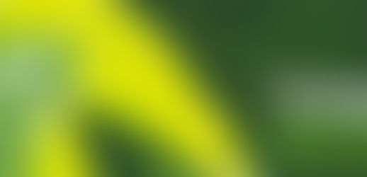 Trebah Garden in winter