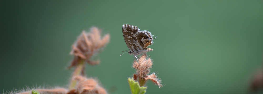 A butterfly appearing atop a flower to symbolize rebirth.