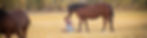 WildHorses-46_edited_edited.jpg