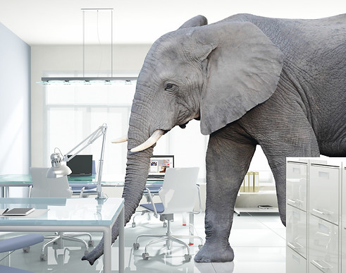 huge elephant walk in modern office.jpg