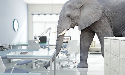 huge elephant walk in modern office.jpg