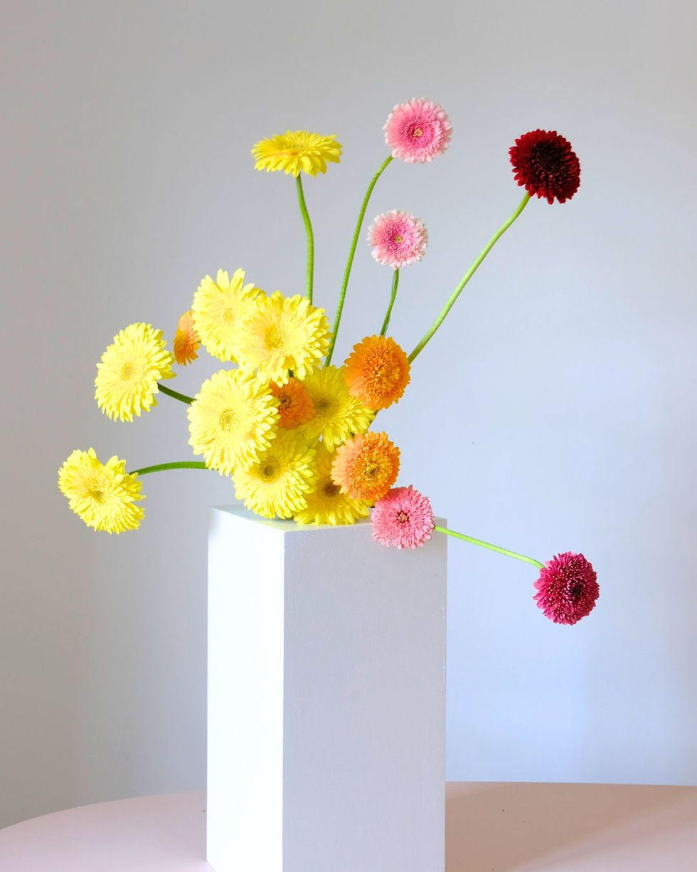 Gerbera