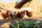 red-chickens-eat-fresh-leaves-from-the-farmer-s-ha-2025-03-10-04-56-51-utc.jpg