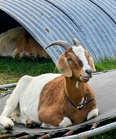 Larry Houdini the goat
