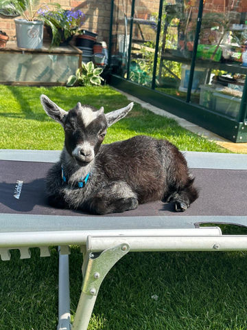 noel the goat