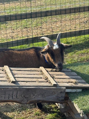 Dougie, the only pedigree goat we have who is very shy