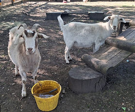 picture of the goats