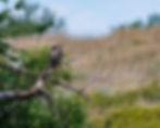 9-17-22 McClellan Red-tailed Hawk.jpg