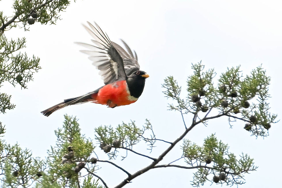 Coppery-tailed Trogon near Portal, AZ