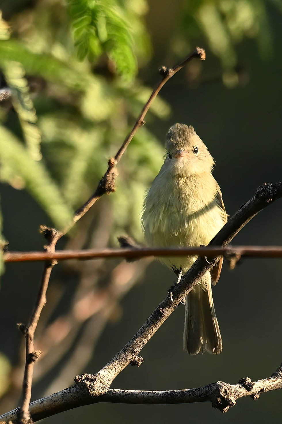 Northern Beardless Tyrannulet