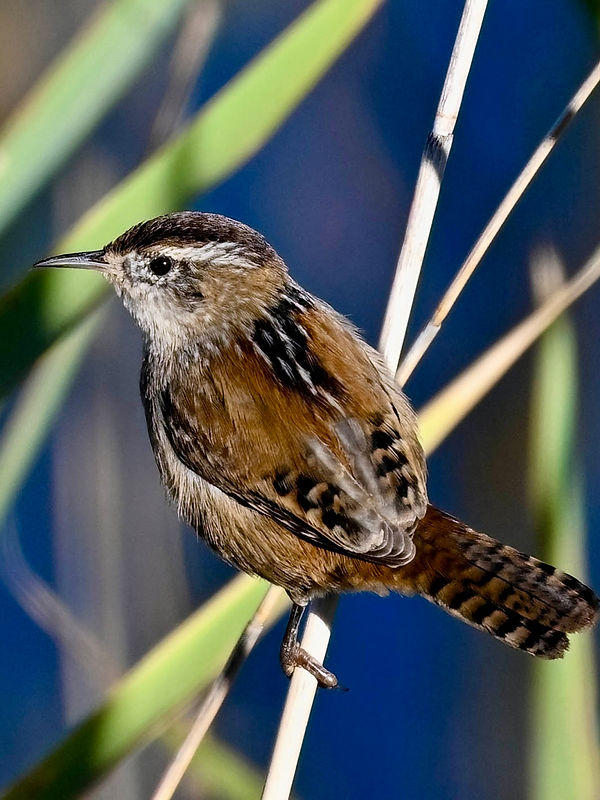 10-26-24 Lake Meredith Marsh Wren 6_edit