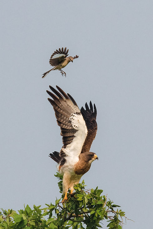 5-20-23 BLNWR Swainson's Hawk and Mockingbird 15.jpg