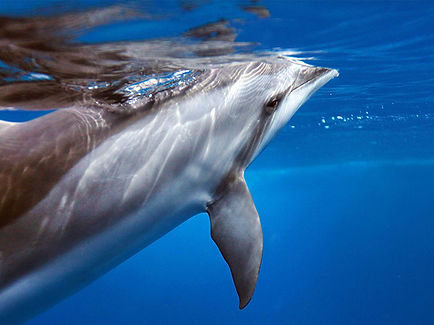 Dolphin Underwater View