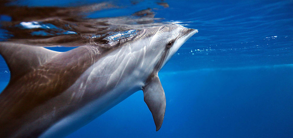 dolfin_croped