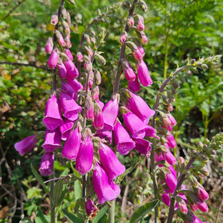 Vibrant pink foxglove flowers bloom under sunlight against a lush green garden background, evoking a lively, natural atmosphere.