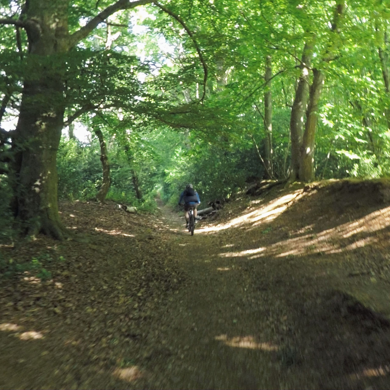 Cyclist biking through a sunlit, lush green forest path. Sunlight filters through dense foliage, casting dappled shadows on the trail.