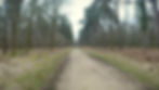 A path through a forest with bare trees under a cloudy sky. Green and brown hues dominate, creating a calm, natural setting.