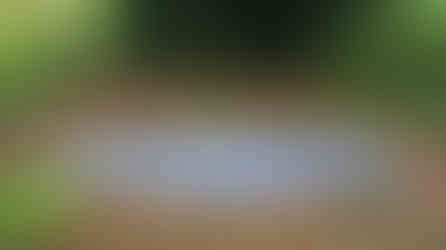 Grey tarp laid on forest floor covered with brown leaves and green plants, surrounded by trees. Calm and natural setting.