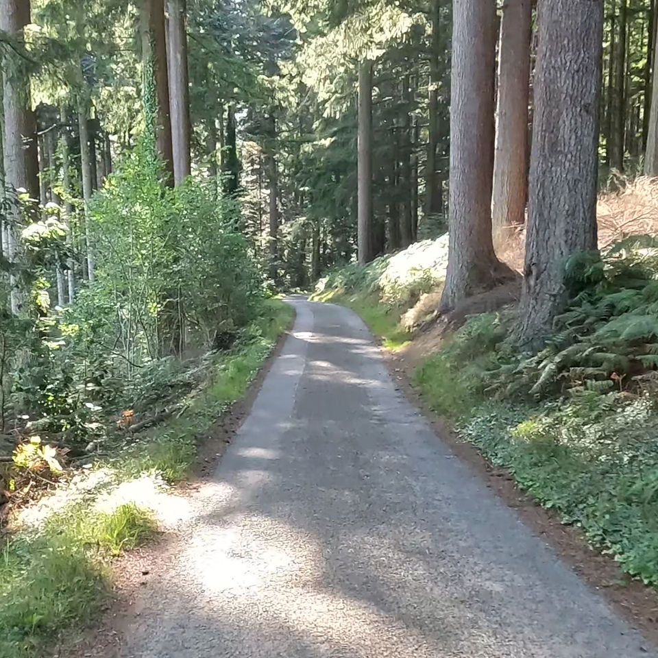 Narrow path through lush green forest, sunlight filtering through tall trees, casting shadows. Peaceful and serene atmosphere.
