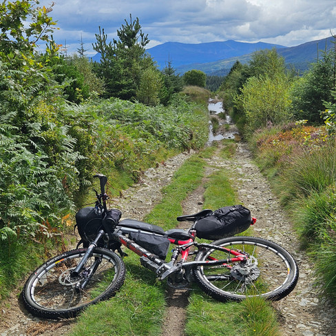 A bike laying on its side on a gravel track with lush ferns on either side and mountains in the background