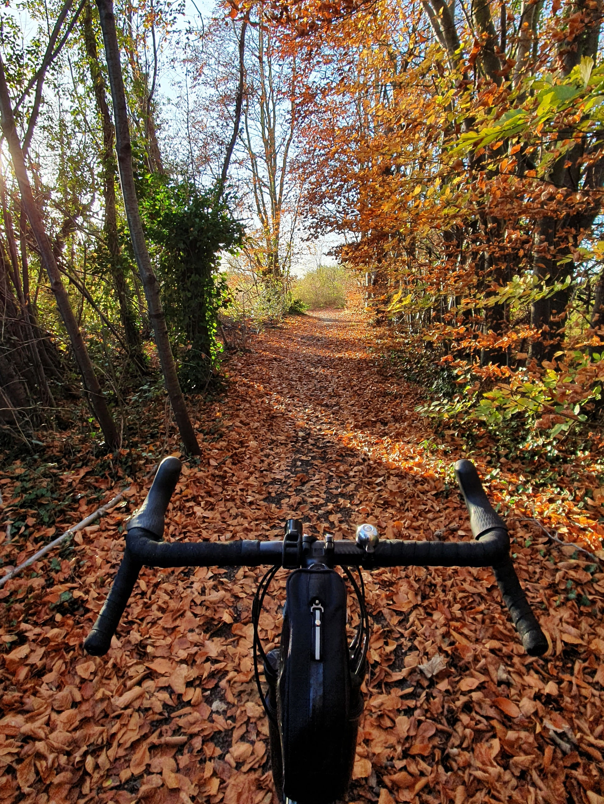 Gravel bike on autumn leaves
