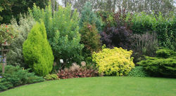 Shrubbery border