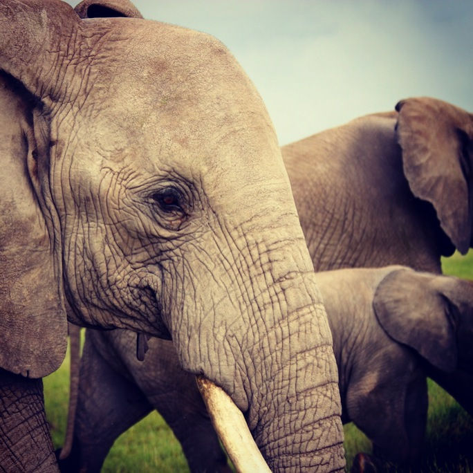 Amboseli National Park 