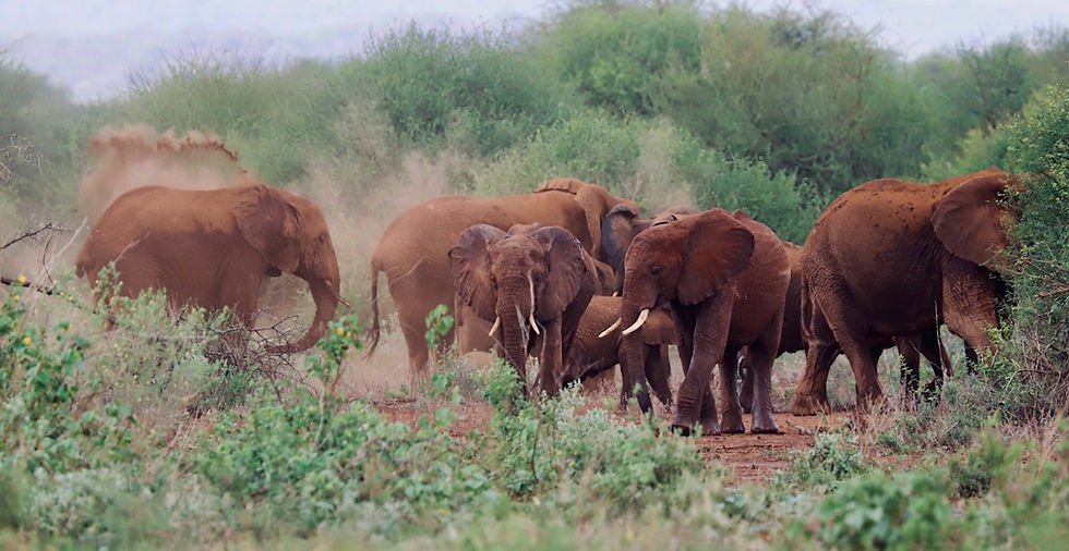 Tsavo West National Park self-safari and camping guide