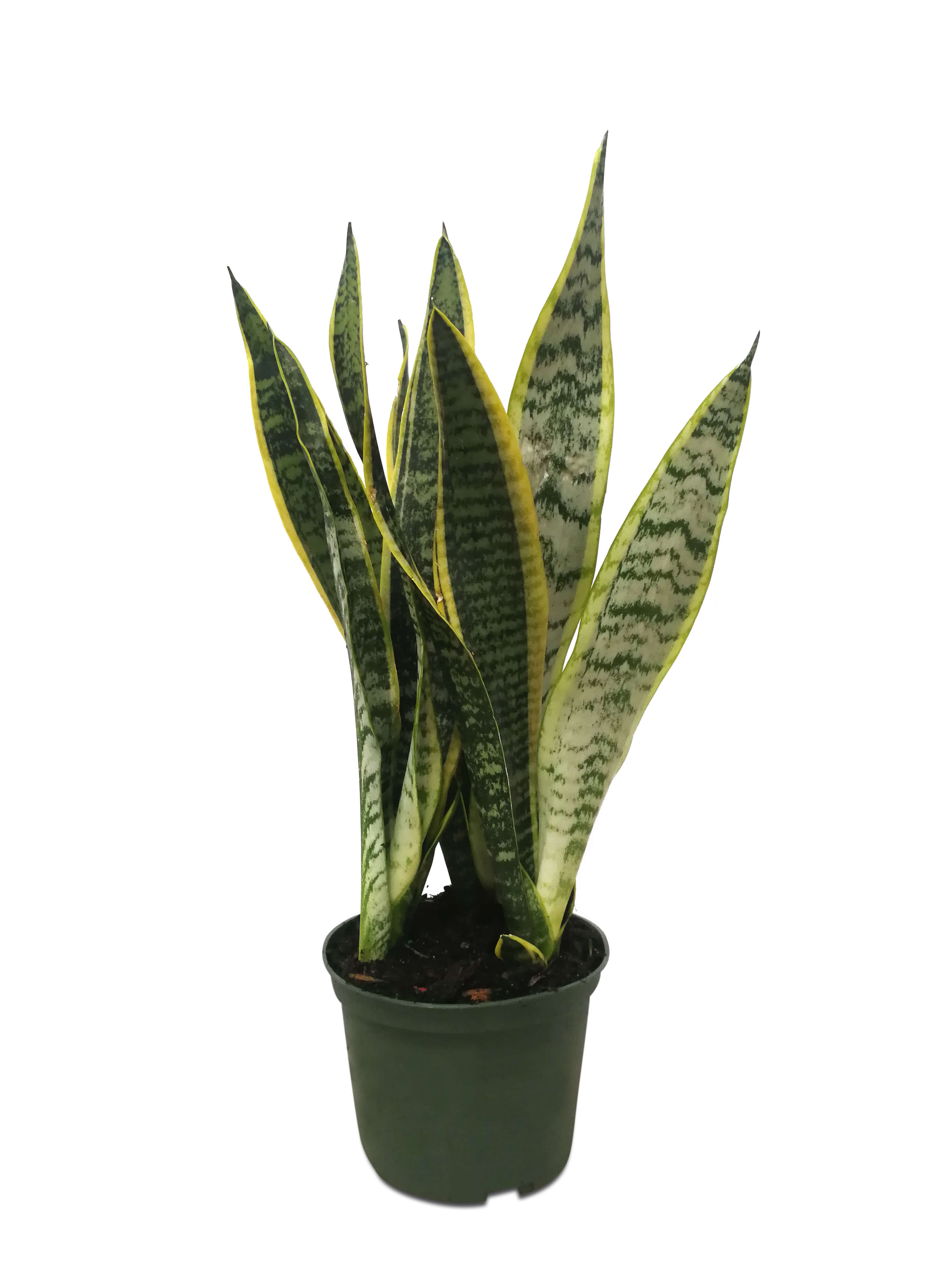 Snake Plant Sansevieria 6"