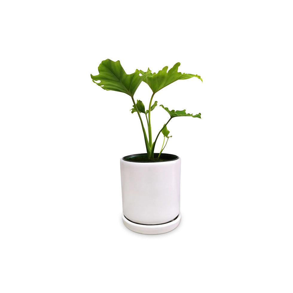 Thumbnail: 6" White Frida Pot & Saucer