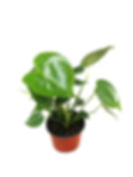 Thumbnail: Monstera Deliciosa Gift Plant Delivery Vancouver