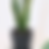 Thumbnail: Snake Plant 4"