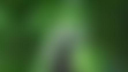 Manejo florestal para extração de madeira altera oferta de espécies de árvores na Amazônia