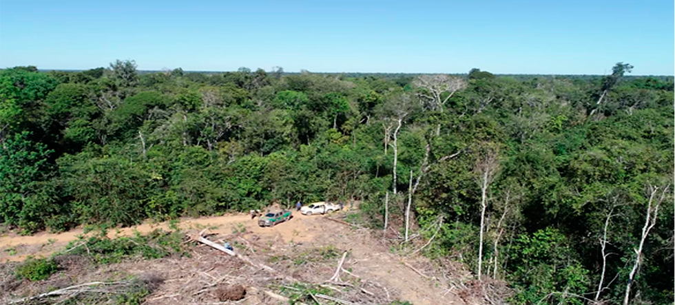 Projeto quer que reflorestamento seja feito pela Femarh; atualmente é feito por empresas — Foto: Ibama/Divulgação
