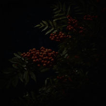 small rowan tree against a black night time_edited.jpg