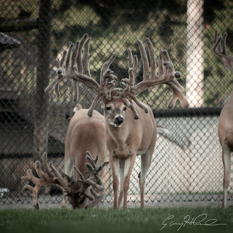 Farm Sire Mohawk, Huge Buck, Double H Whitetails