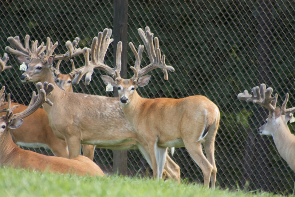 Farm sire Justified at 2 years old, Huge Buck, Double H Whitetails