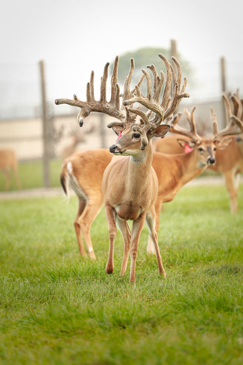 Double H Whitetails