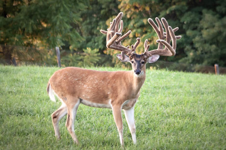 Farm Sire Apex, Hug Buck, Double H Whitetails