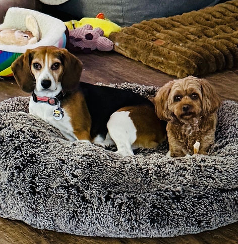 pittsburgh pet concierge
