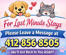Last Minute Cat Boarding near Pittsburgh, PA